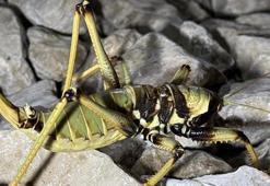 'Etçil dev ' Nemrut Dağı'nda görüntülendi! Şaşkına çevirdi