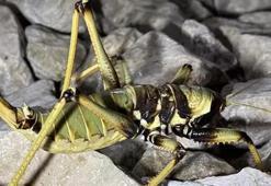 'Etçil dev ' Nemrut Dağı'nda görüntülendi! Şaşkına çevirdi