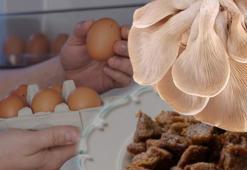 İçinde etten 10, yumurtadan 25 kat daha fazla protein var! Evde yetişiyor, bütçe dostu