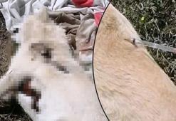 Ormanda 3 köpek ölü bulundu! Olayla ilgili inceleme başlatıldı