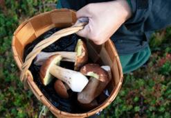 Görünüşüne aldanıp canınızdan olmayın! Zehirlisi kendini böyle belli ediyor, sirke çözüm değil