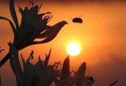 İlk görüntüler geldi! Cezası 387 bin TL oldu