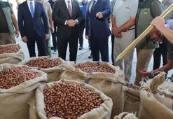 TMO'nun Giresun’da ilk aldığı fındığın fiyatı belli oldu