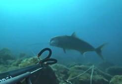 Zıpkınla 1,8 metre boyunda akya balığı avladı