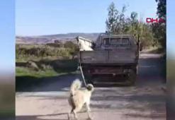 Amasya Valiliği’nden 'köpeğe eziyet' açıklaması