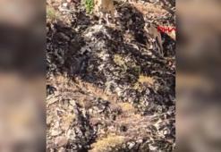 Siirt’te dağ keçileri görüntülendi