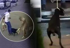 Tokat'ta tasmasız dolaşan doberman tehlike saçtı