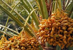 Kur'an'da şifası anlatılmış! Her gün tüketildiğinde böbrekleri arındırıp kanı temizliyor, bağışıklığı güçlendiriyor