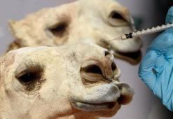 27 deveye estetik, 16'sına botoks! Suudi Arabistan'ı karıştırdı: 'Acımasızsınız'