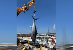 Amatör balıkçılar dev orkinos yakaladı! O kadar ağırdı ki vinçle kaldırılabildi