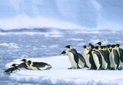 Antartika’nın kralları: İmparator penguenler! Ailenin en büyükleri