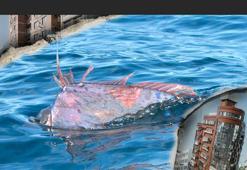 7.4'lük depremden 30 gün önce görüldü! 'Kıyamet balığı' son işareti nerede verdi?