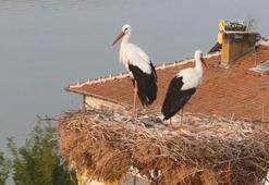 Tam 13 kez geldi! Yaren leylek göç yoluna çıktı