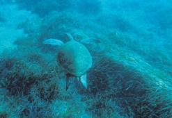 Dev kaplumbağa Bodrum’da