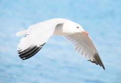 İklim değişti kuşlar gitti