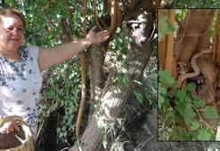 Yer: Hatay! Metrelerce uzunluktaki zehirli yılanı sonradan fark etti…