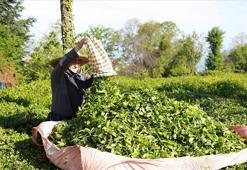 Türk çayı ihracatı 14,8 milyon doları aştı