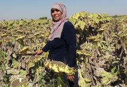 Kayseri’den Avusturya’ya! Yarışmayla tanınmıştı; bu kez çekirdek hasadı yaptı