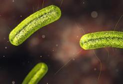 ABD’de listeria korkusu: En az dokuz ölü