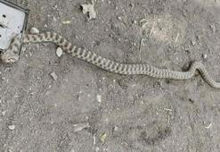 Tarlaya gelenler şoke oldu! Metrelerce uzunlukta yılan tuzağa takıldı