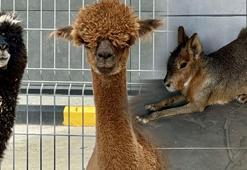 Otomobilden çıkan hayvanları görünce şoke oldular