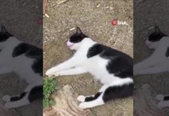 Kadıköy'de korkunç olay! 15'ten fazla kedi zehirlenerek öldü