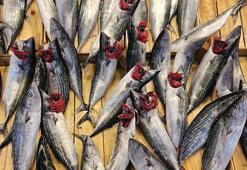 Sezon başladı: Tezgahlar palamutla doldu