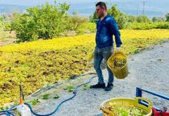 Yüksek sıcaklık üzümde kaliteyi artırdı