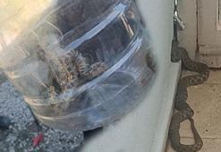 Eve 1 buçuk metrelik yılan girdi! Dehşet dolu dakikalar