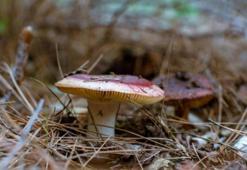 Masum görünen zehirli mantarlar!