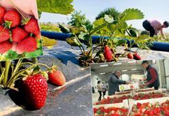 Coğrafi işaretle sınırlar aşılıyor