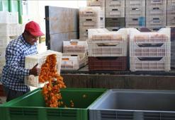 Kuru kayısı yeni ihracat sezonuna hızlı başladı