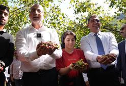 Bakan Işıkhan işçilerle fındık topladı