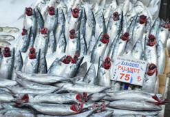 Sezon açıldı! Palamut bolluğu dikkat çekti