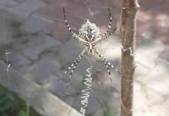 Karabük'te zehirli örümcek paniği! Türkiye'nin farklı bölgelerinde ortaya çıkıyor