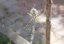 Karabük'te zehirli örümcek paniği! Türkiye'nin farklı bölgelerinde ortaya çıkıyor