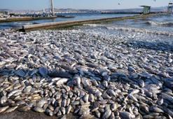 İzmir Körfezi'nde korkutan görüntü sürüyor! Kıyıya vurdular