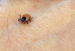 Wetland alarmı! Kenelerden ortaya çıktı, beyne kadar yayılıyor