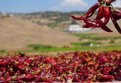 Biber kurutma mesaisi başladı