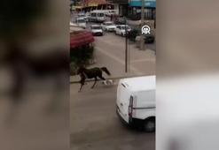 Bursa'da Pitbull cinsi köpek sokak ortasında ata böyle saldırdı