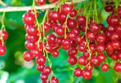 Osmanlı ve Selçuklu'da gözbebeğiydi, Konya'da yetişiyor! Böbrek taşı kalmayacak