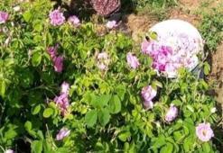Isparta'da gül çiçeği fiyatı 90 lira oldu