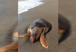 Hatay Samandağ'da ölü caretta caretta sahile vurdu