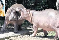 Escobar’ın hipopotamlarına ölüm kararı