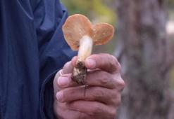 Yurt dışında peynir ekmek gibi gidiyor! Kilosu 250 lira, başka vitamine ihtiyaç yok