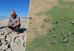 Bir zamanlar göldü, şimdi hayvanlar otluyor