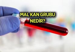 MAL kan grubu nedir? MAL açılımı nedir? Mal kan grubu kimlerde var, özellikleri neler?