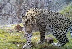 Heyecanlandıran görüntü! Anadolu parsı bu kez Ege'de