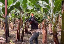 Deprem bölgesinde 120 dönüm serada muz üretimi