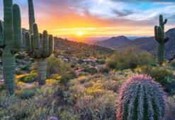 Çölde hayatta kalma savaşının kazananları: Kaktüsler